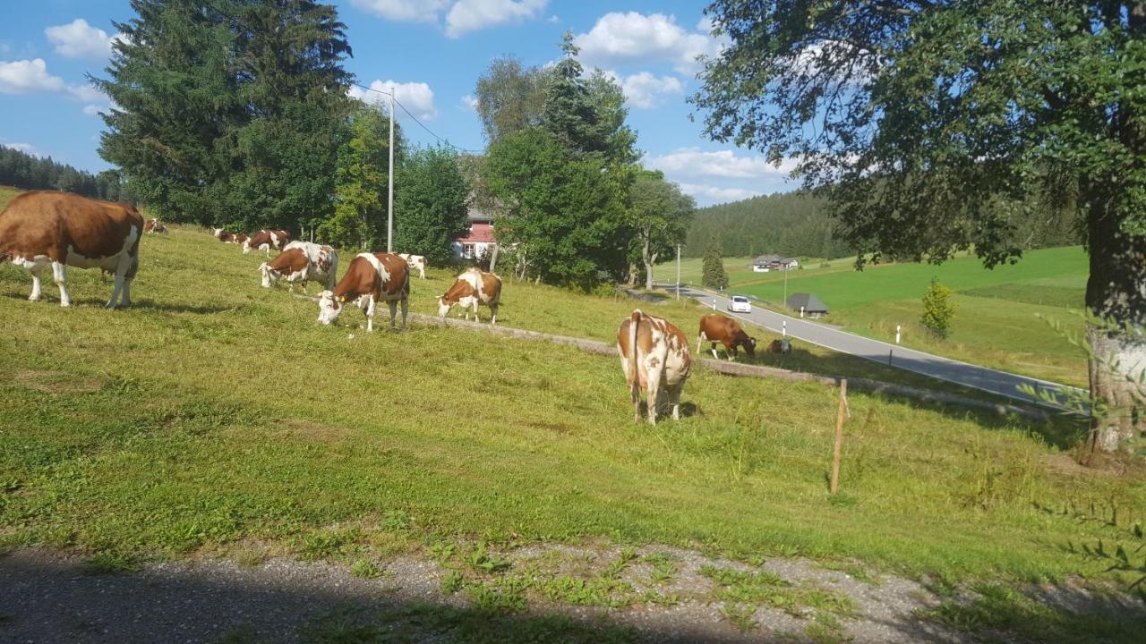 Appartement Rehblick Eisenbach  Exteriér fotografie