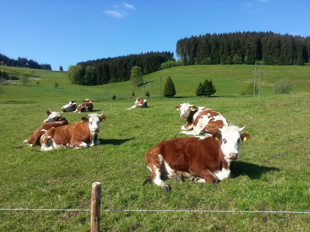 Appartement Rehblick Eisenbach  Exteriér fotografie